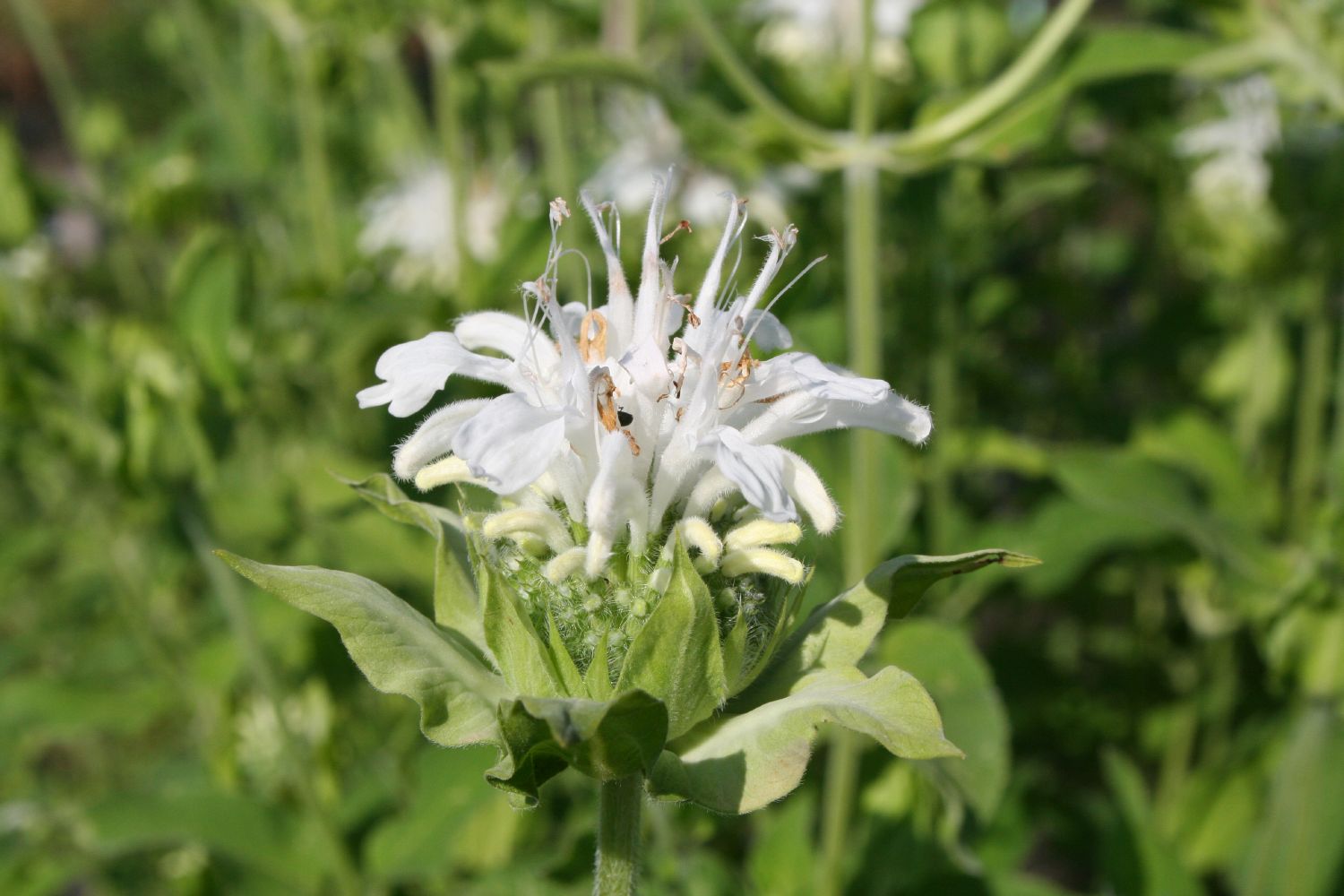 Monarda fistulosa 'Schneewittchen' Indianernessel