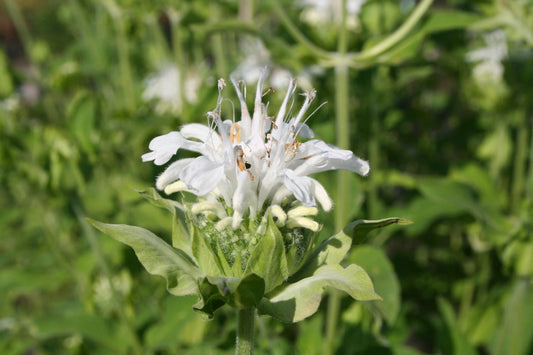 Monarda fistulosa 'Schneewittchen' Indianernessel