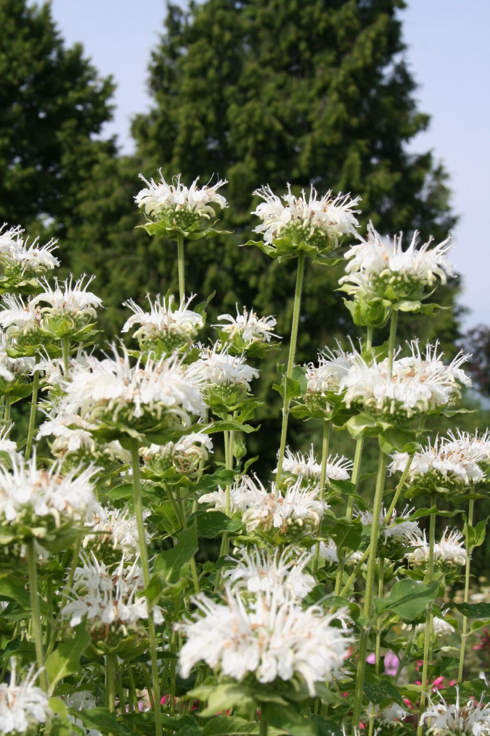 Monarda fistulosa 'Schneewittchen' (Indianernessel)