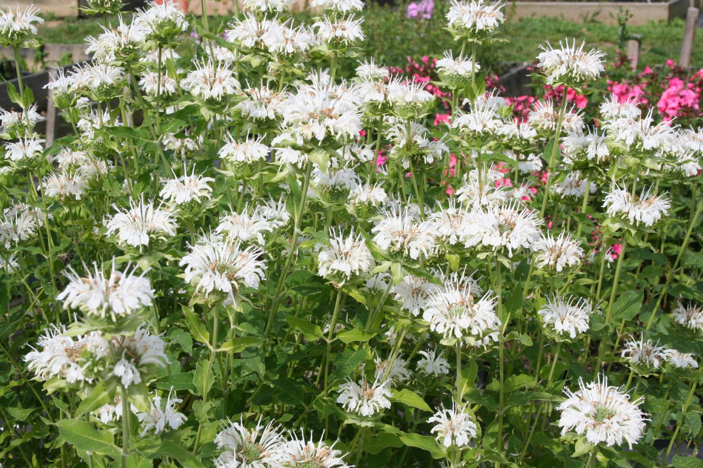 Monarda fistulosa 'Schneewittchen' (Indianernessel)