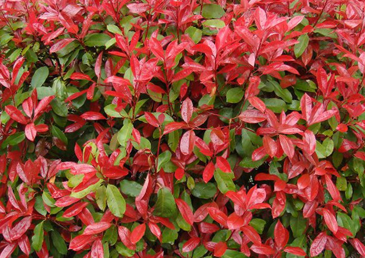 Photinia fraseri 'Little Red Robin' Glanzmispel