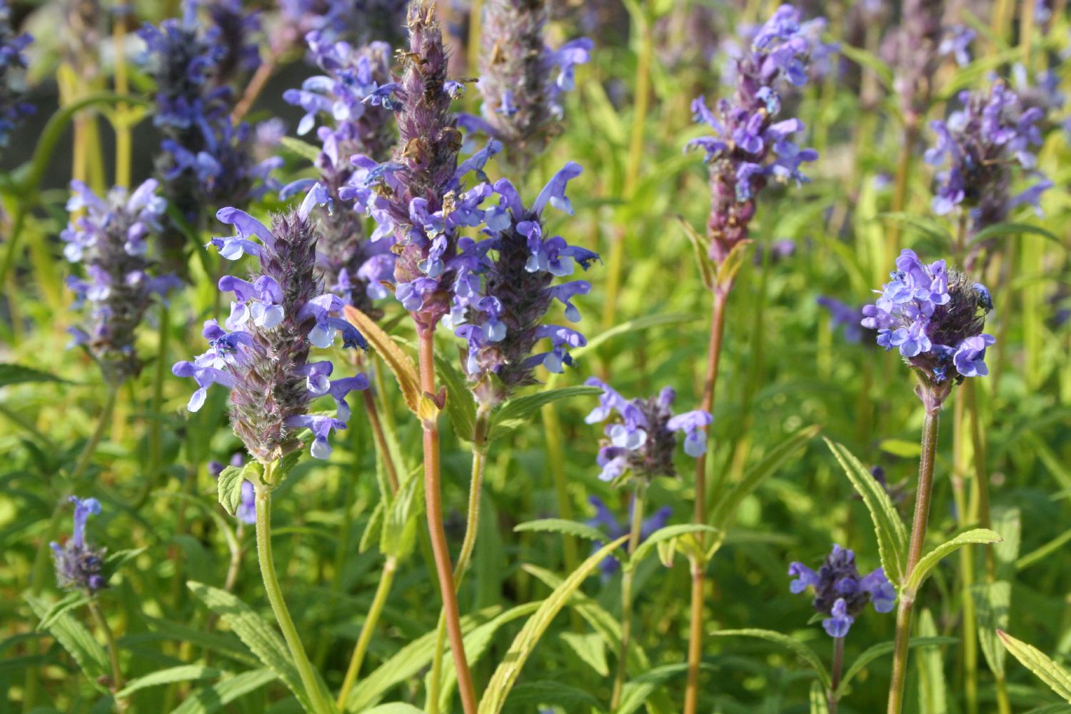 Nepeta nervosa Geaderte Katzenminze