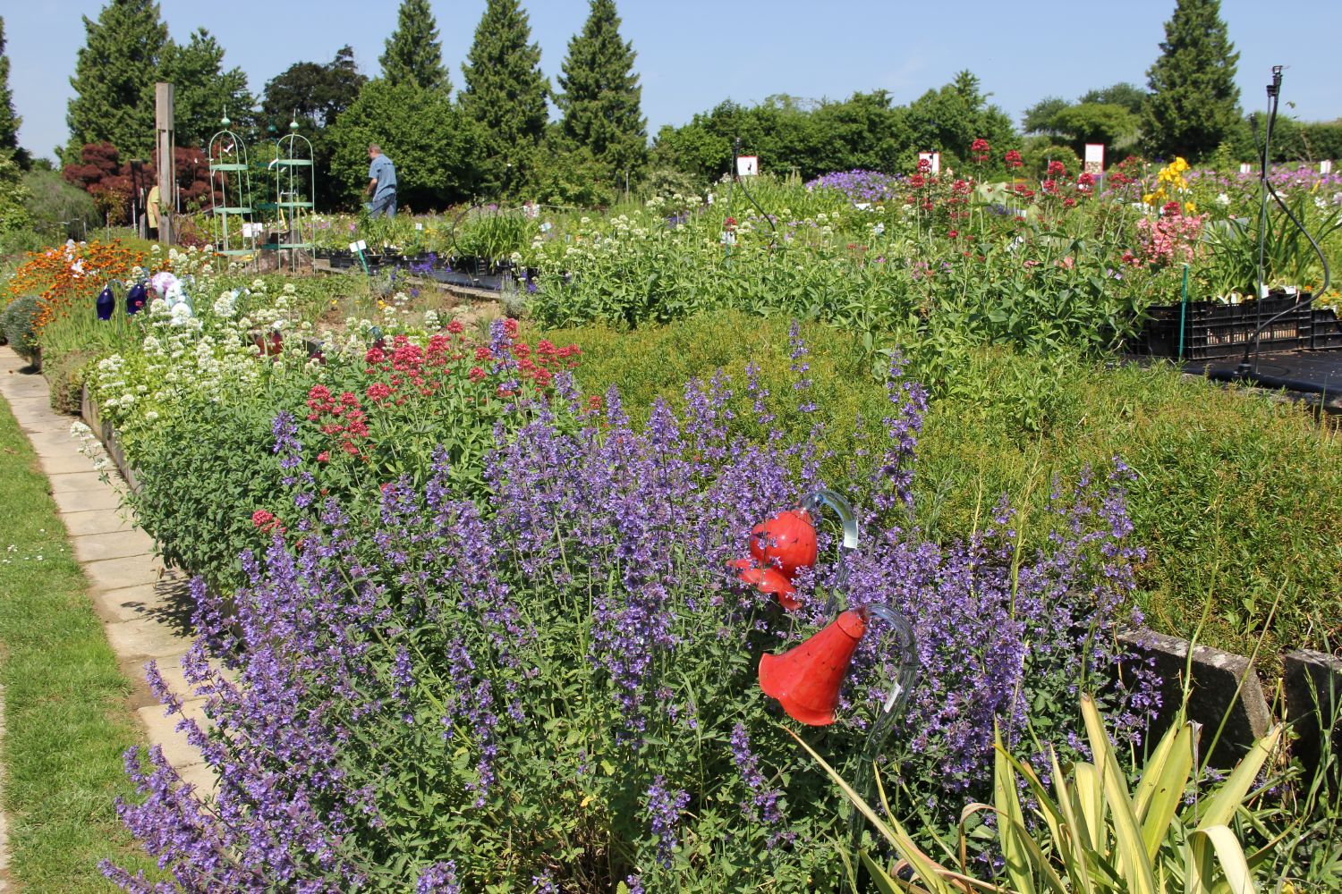 Nepeta x faassenii 'Six Hills Giant' Katzenminze