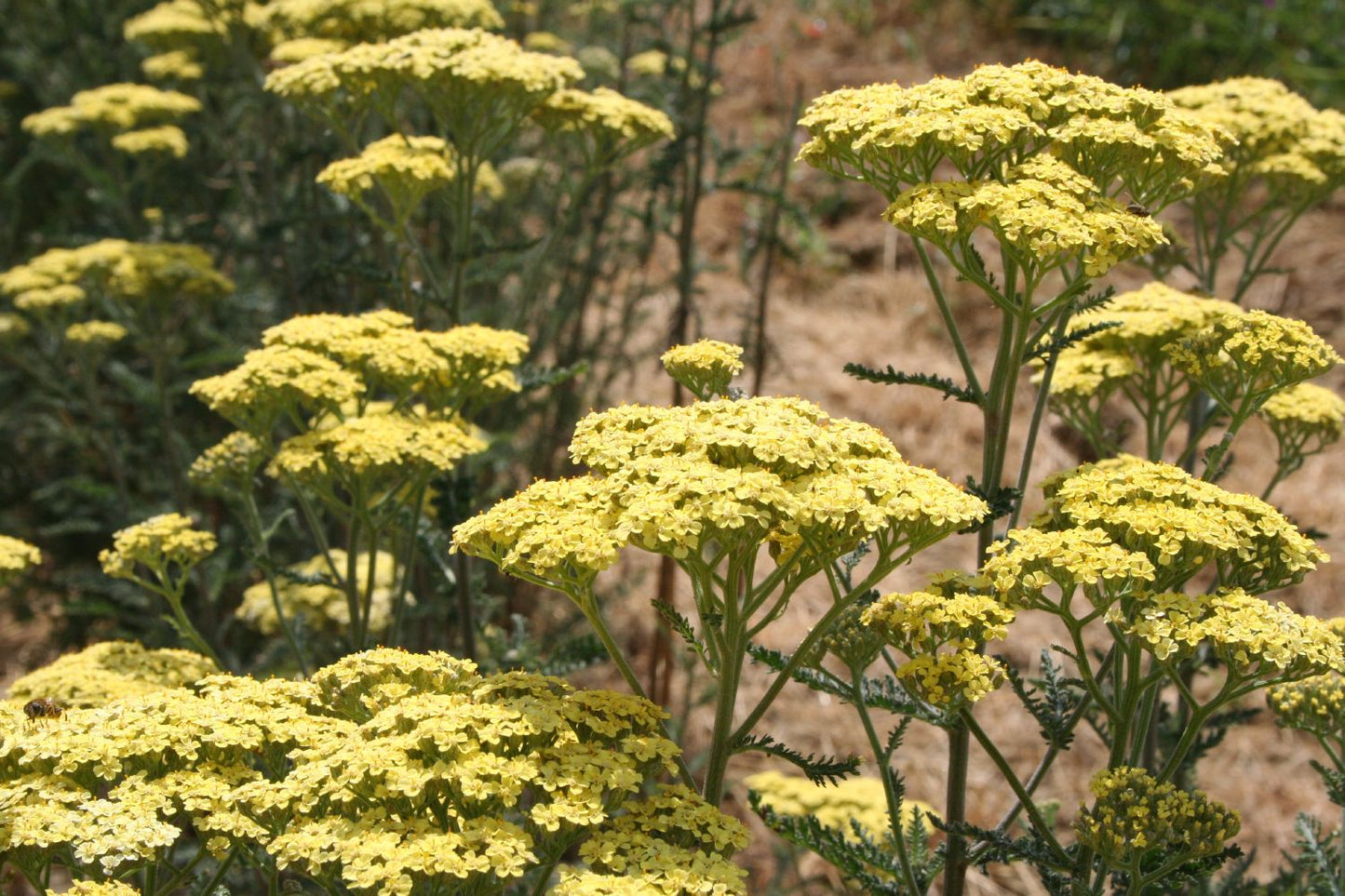 Achillea x filipendulina 'Credo' (Hohe Gold Schafgarbe)