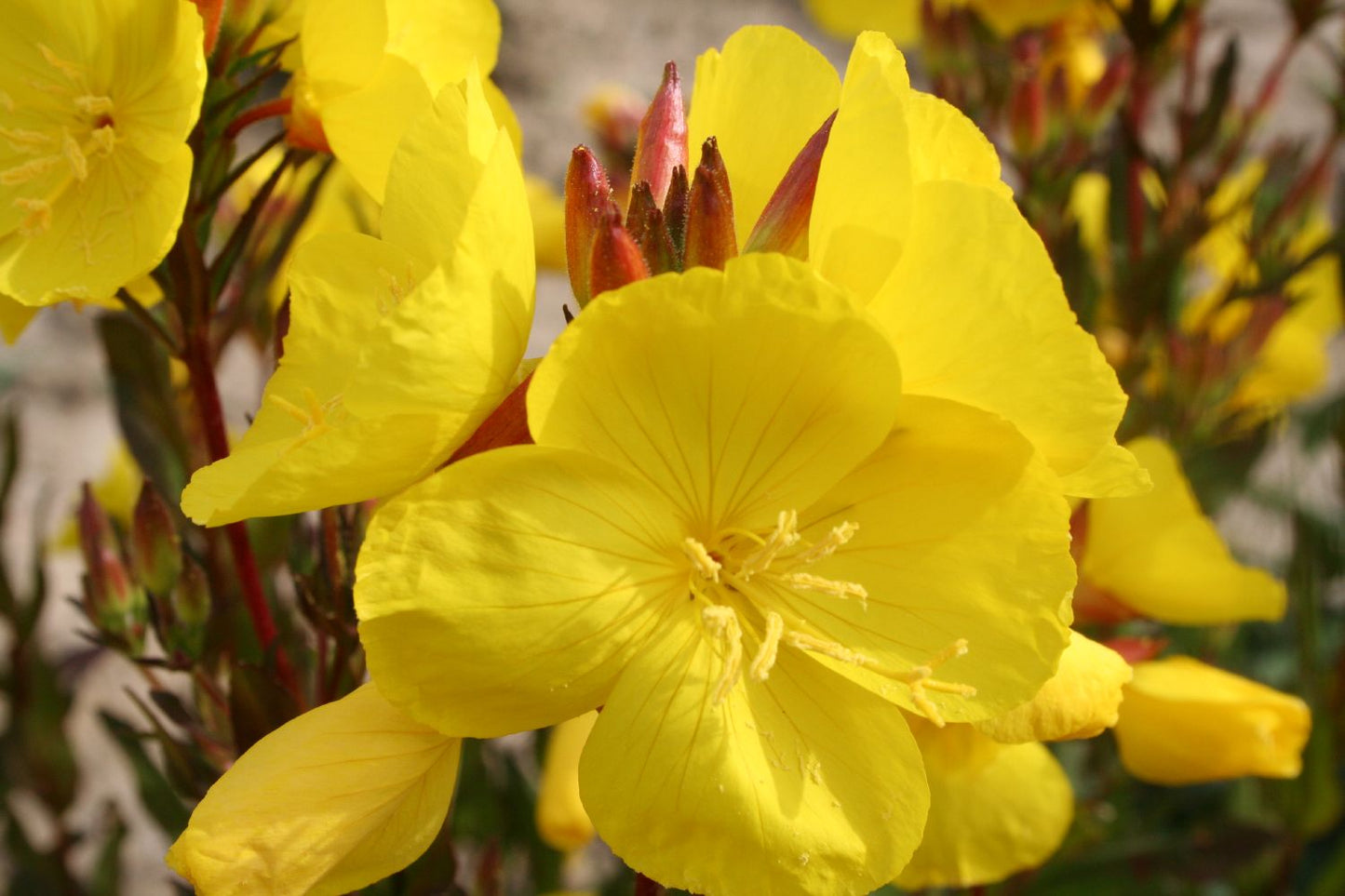 Oenothera tetragona 'Sonnenwende' Nachtkerze