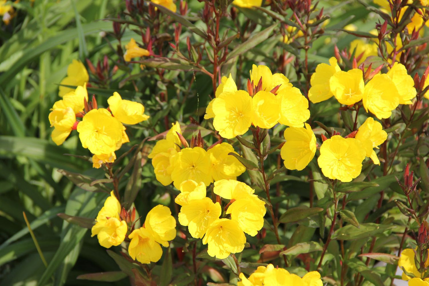 Oenothera tetragona 'Sonnenwende' (Nachtkerze)