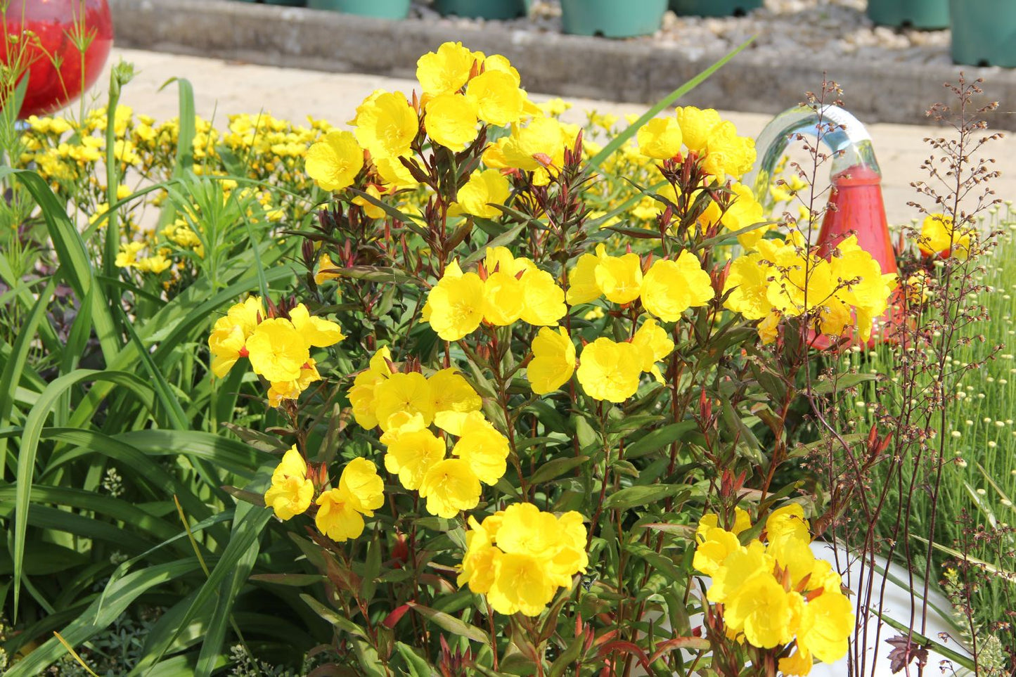 Oenothera tetragona 'Sonnenwende' (Nachtkerze)