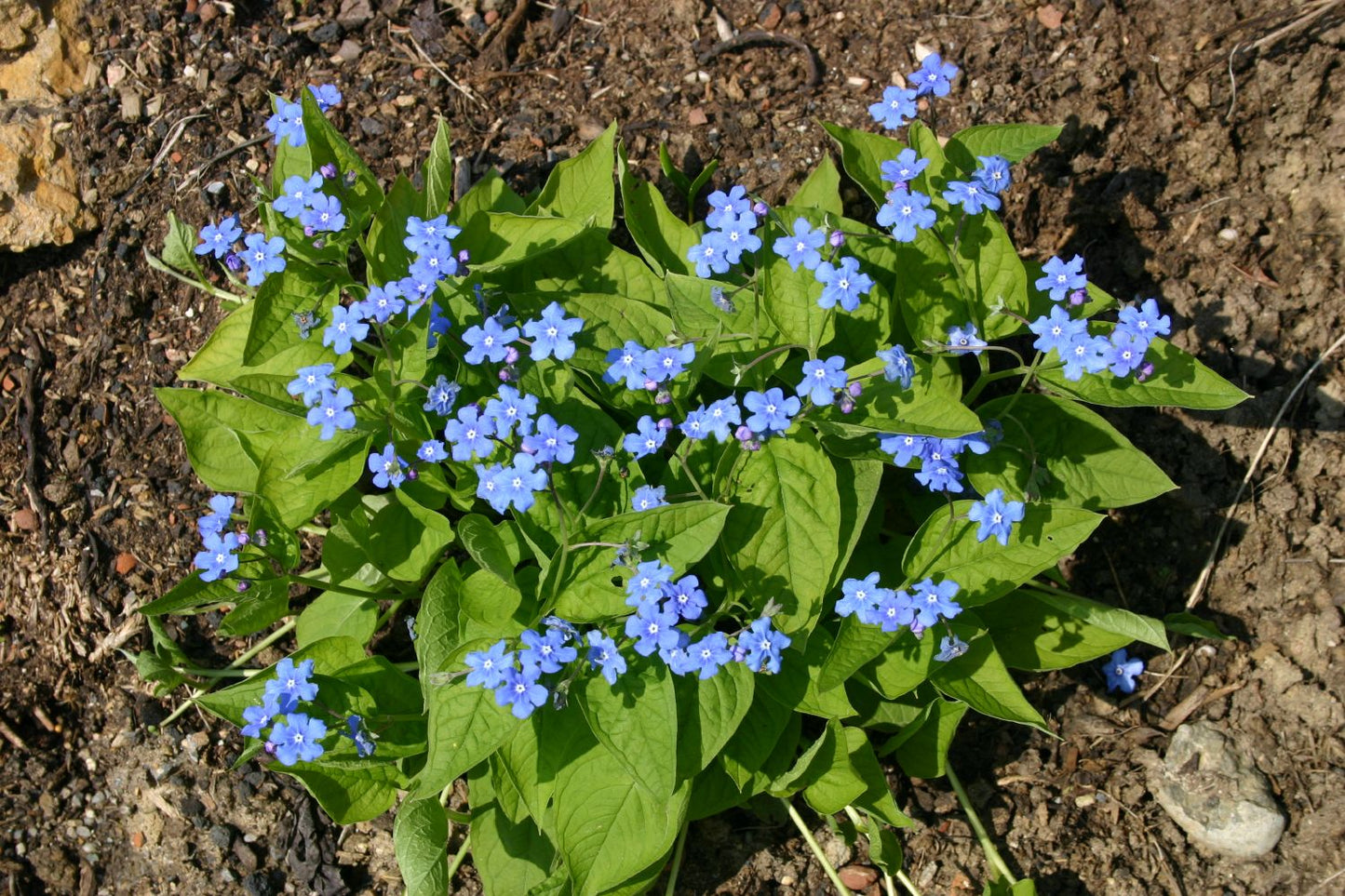 Omphalodes verna Frühlings-Gedenkemein