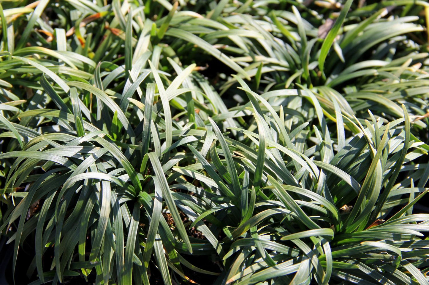 Ophiopogon japonicus 'Minor' (Kleiner Garten-Schlangenbart)