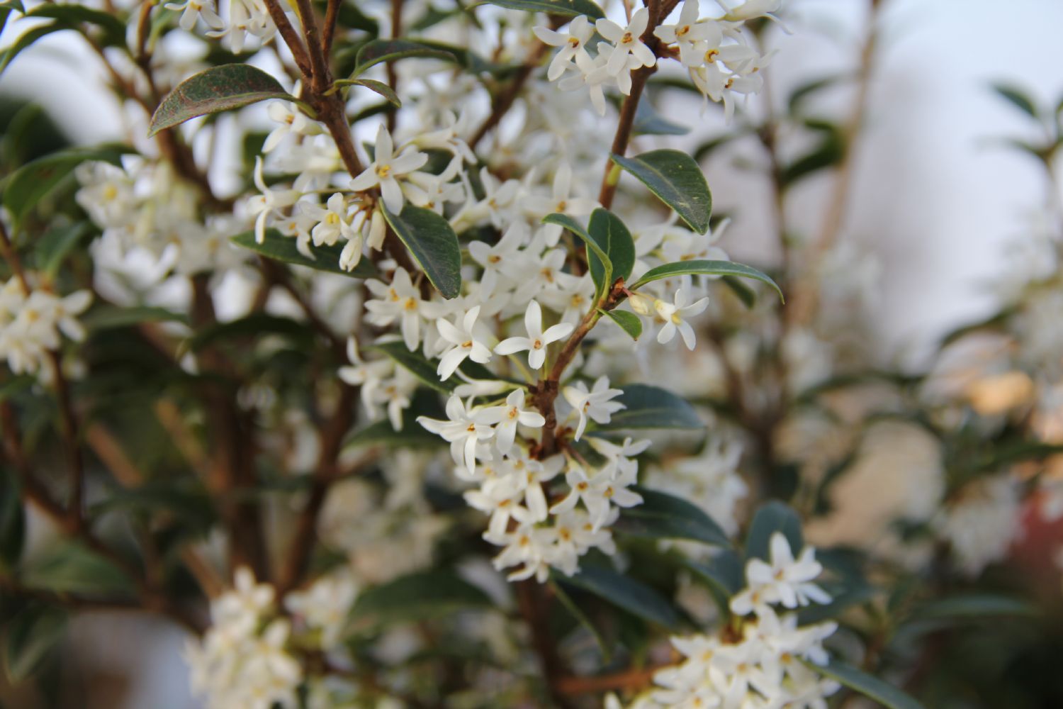 osmanthus burkwoodii düngen Osmanthus burkwoodii (Duftblüte) – Gräfin von Zeppelin