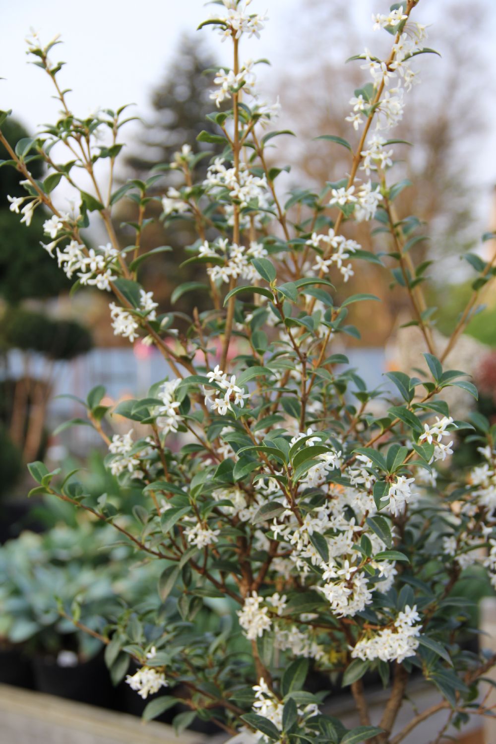Osmanthus burkwoodii (Duftblüte)