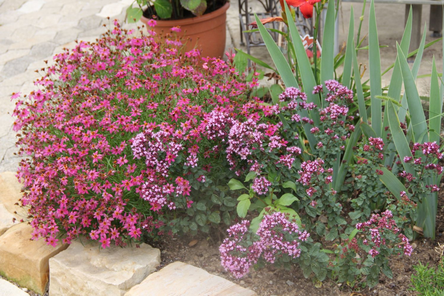 Origanum laevigatum 'Herrenhausen' Blumen-Dost