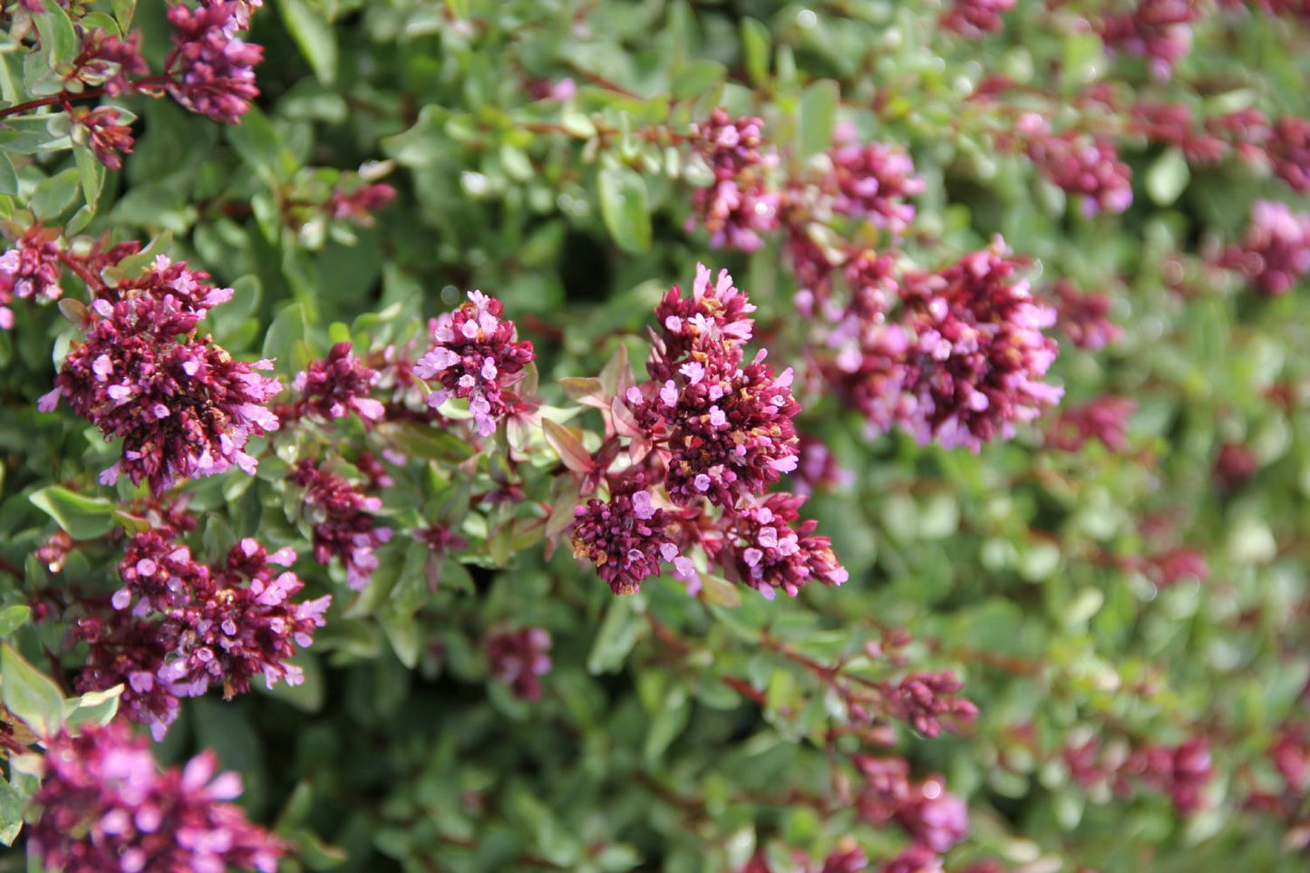 Origanum laevigatum 'Herrenhausen' (Blumen-Dost)