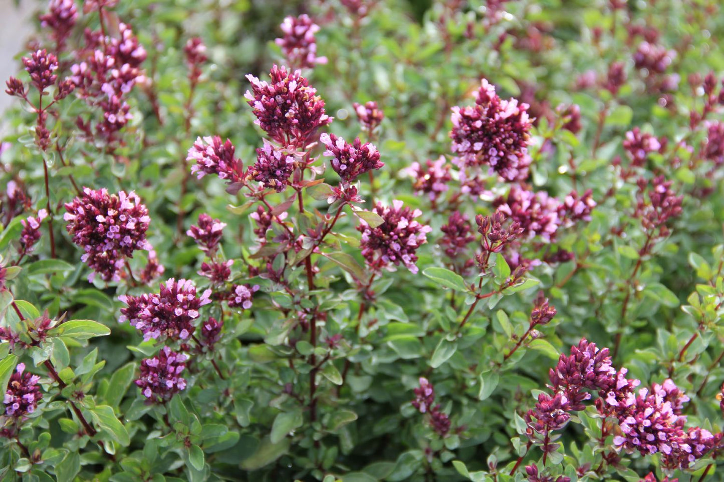 Origanum laevigatum 'Herrenhausen' (Blumen-Dost)