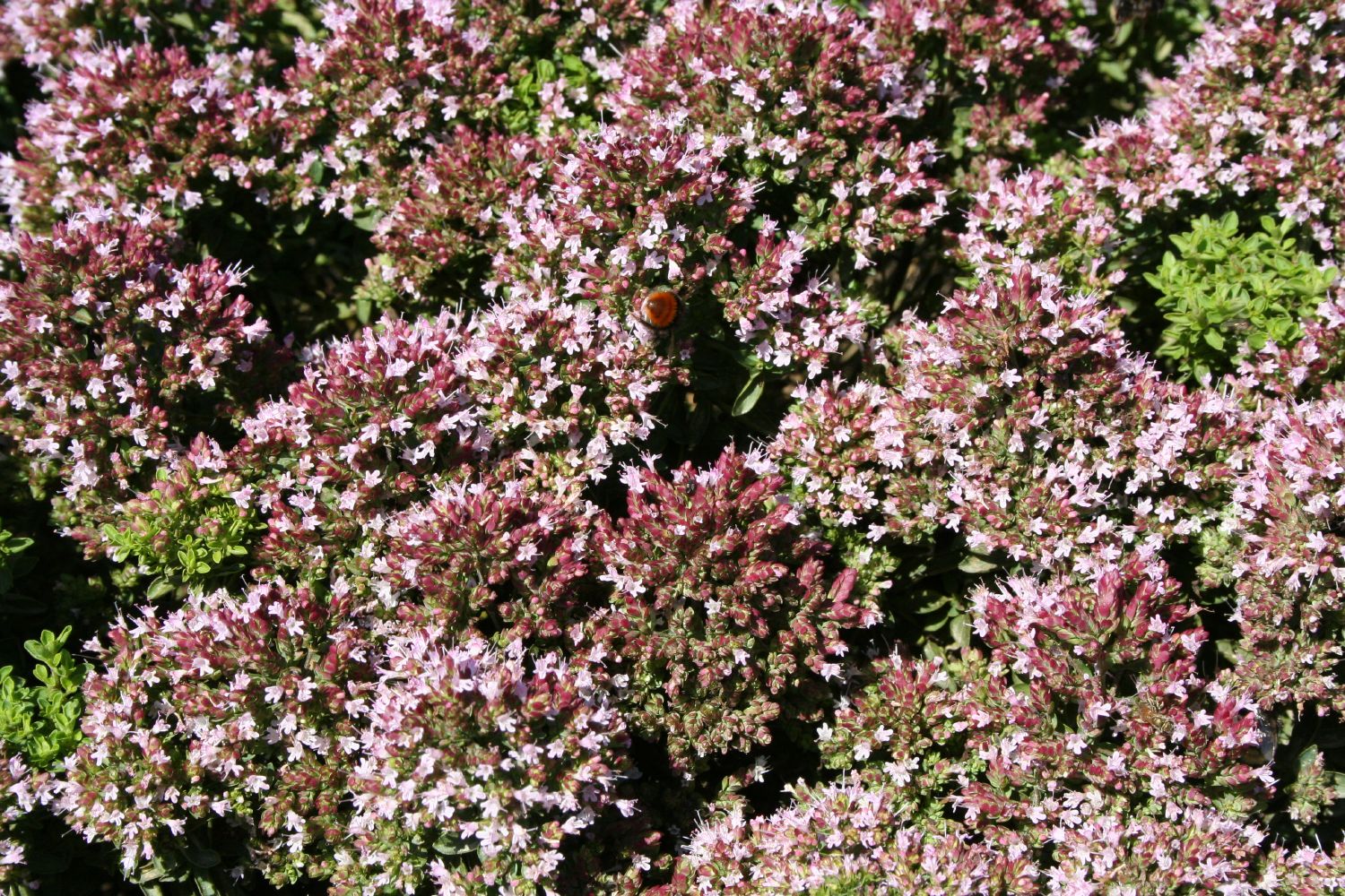 Origanum vulgare 'Compactum' Garten-Dost