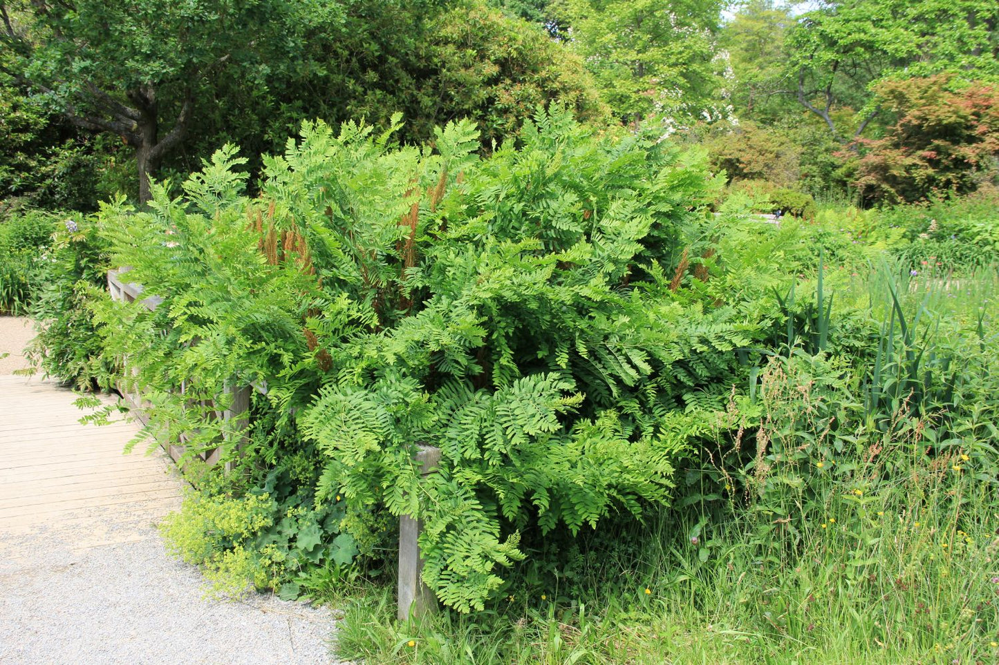 Osmunda regalis Königsfarn