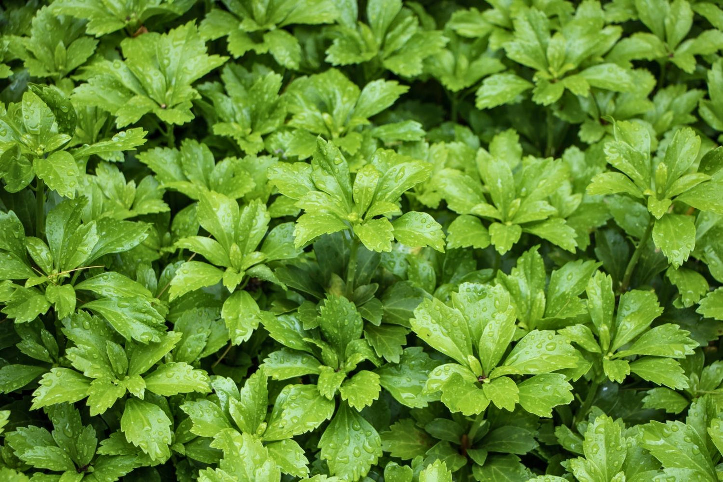 Pachysandra terminalis Schattengrün, Dickmännchen