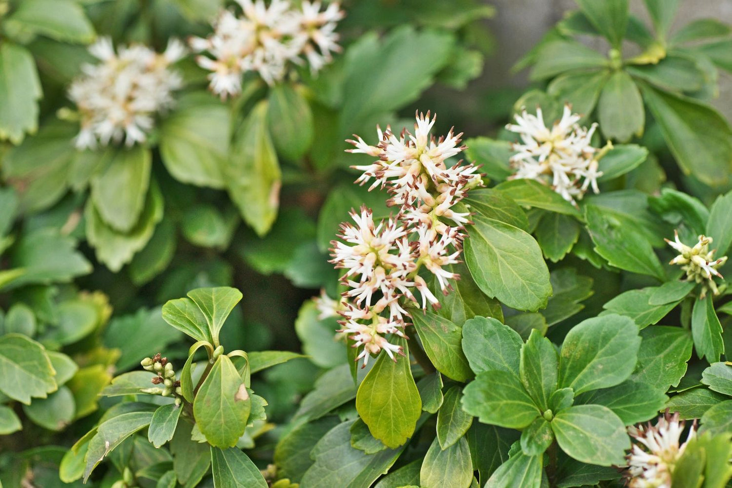 Pachysandra terminalis (Schattengrün, Dickmännchen)
