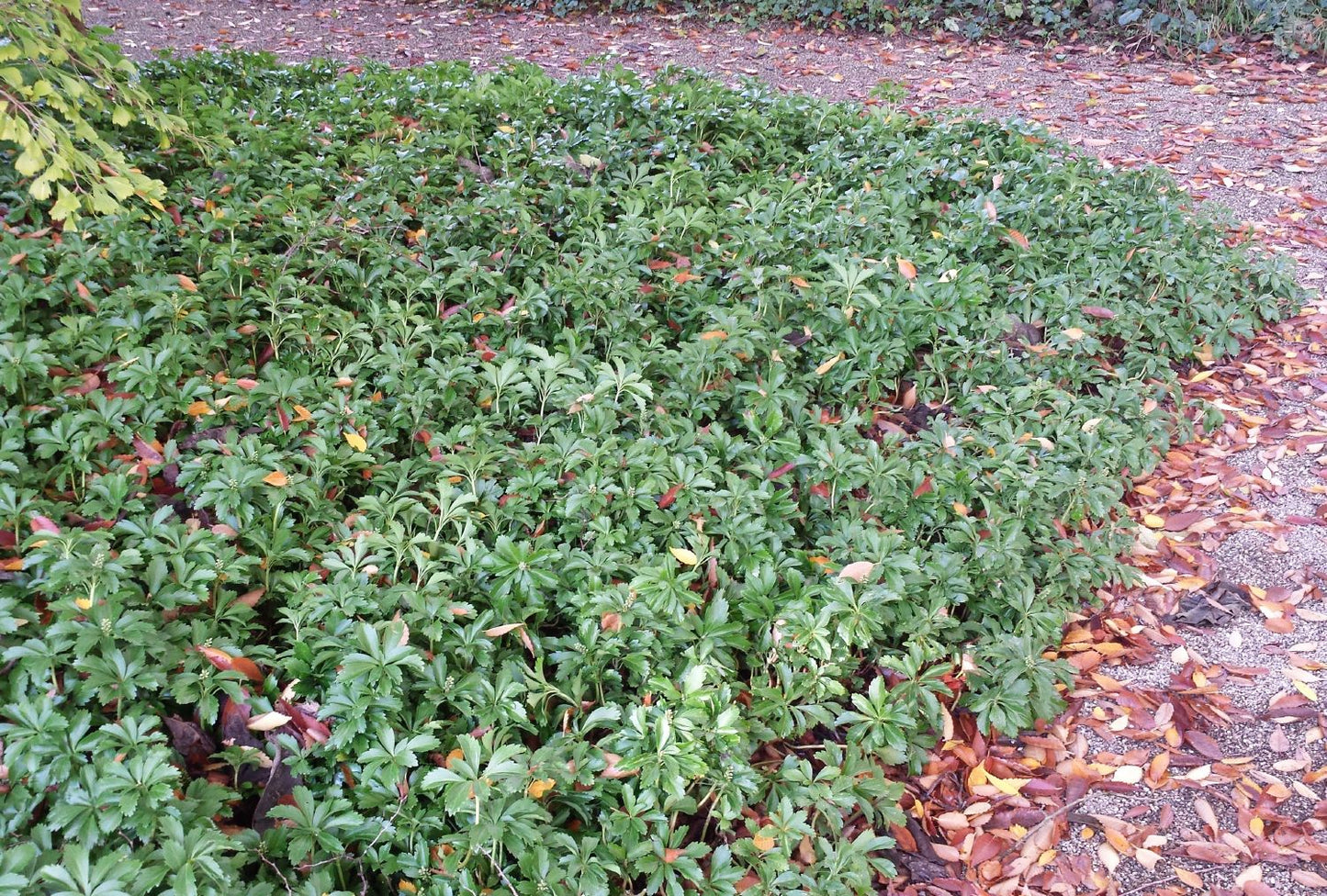 Pachysandra terminalis (Schattengrün, Dickmännchen)