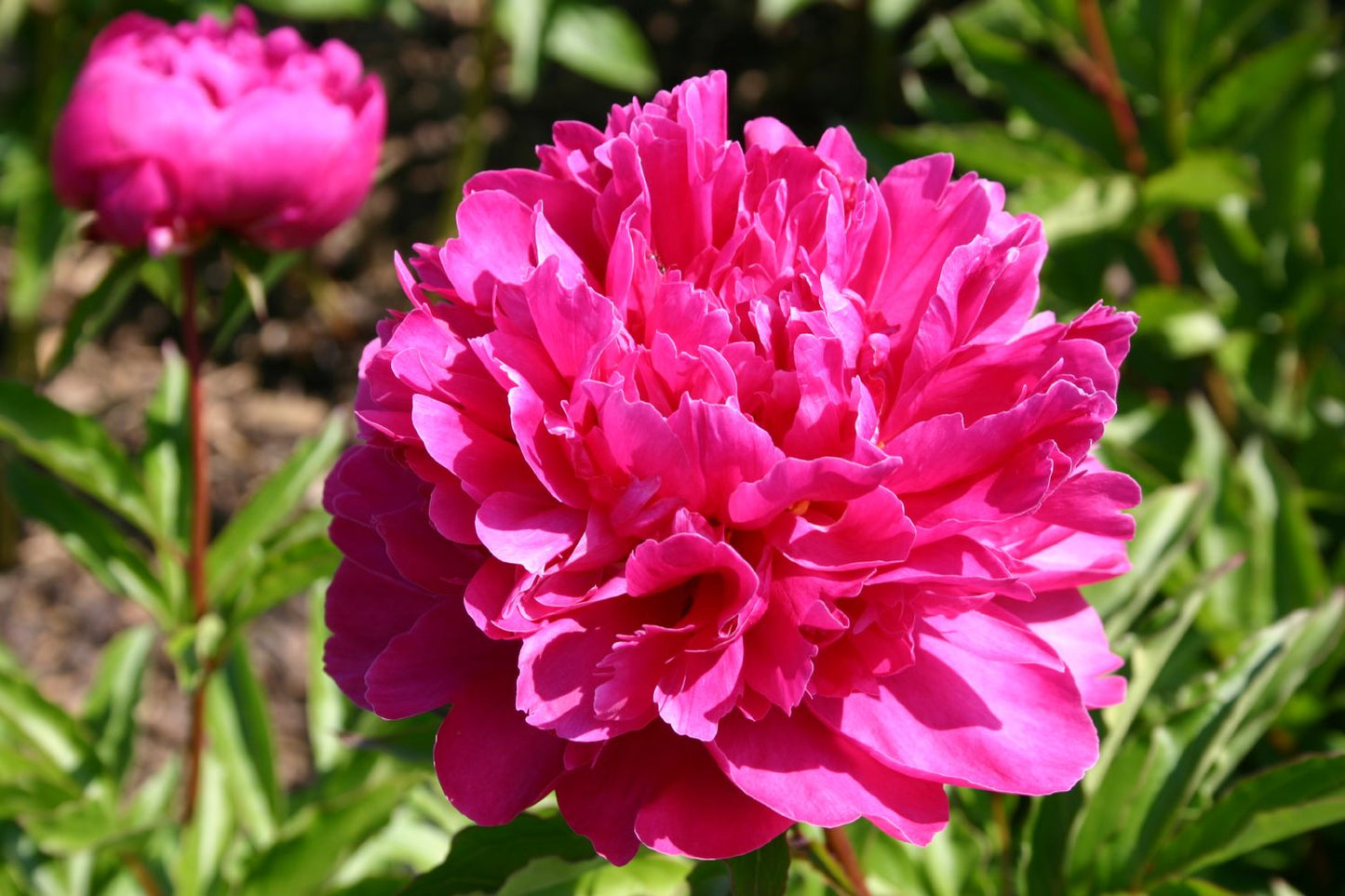 Paeonia lactiflora 'Bunker Hill' Staudenpfingstrose