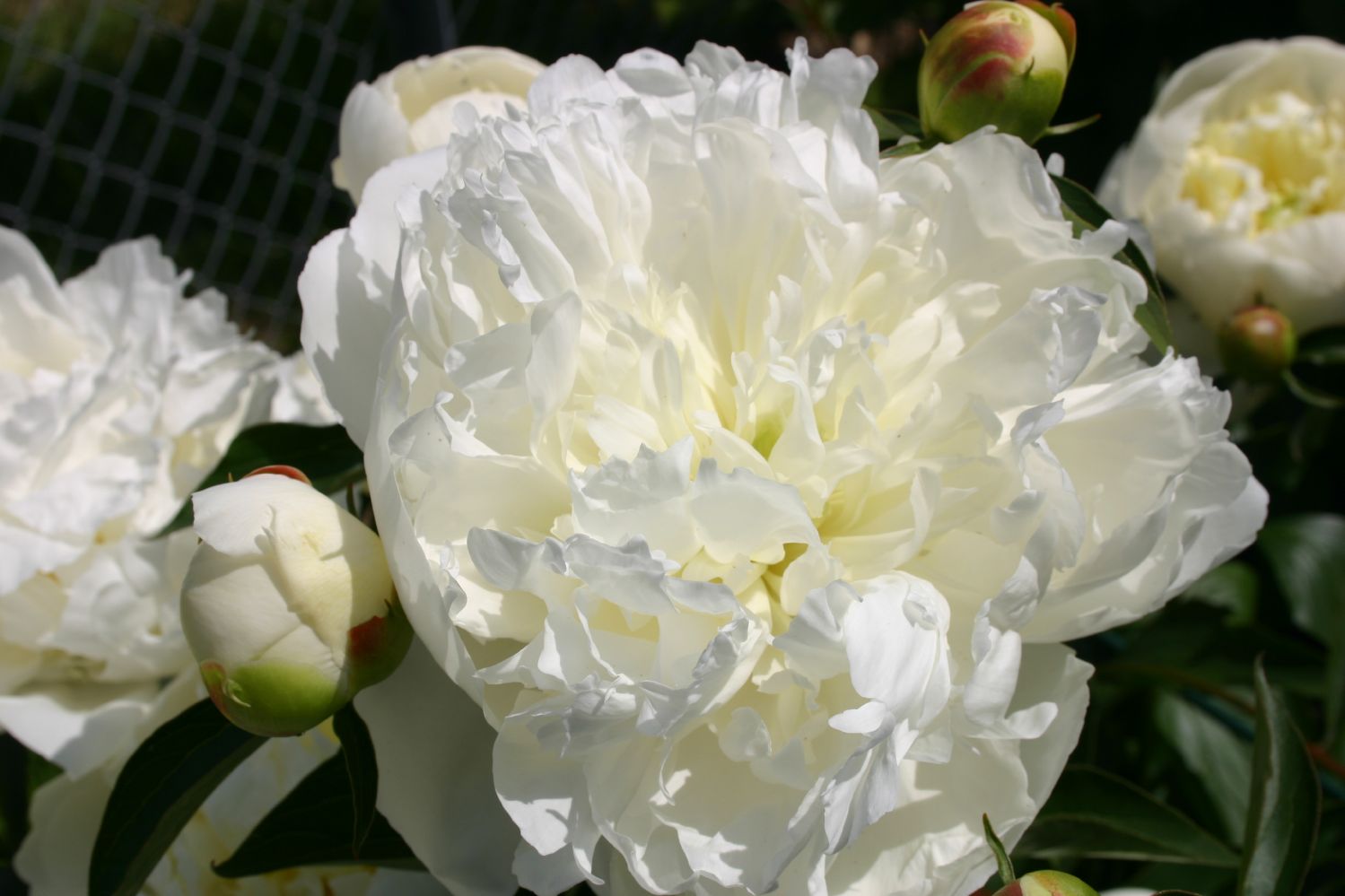 Paeonia lactiflora 'Duchesse de Nemours' Staudenpfingstrose