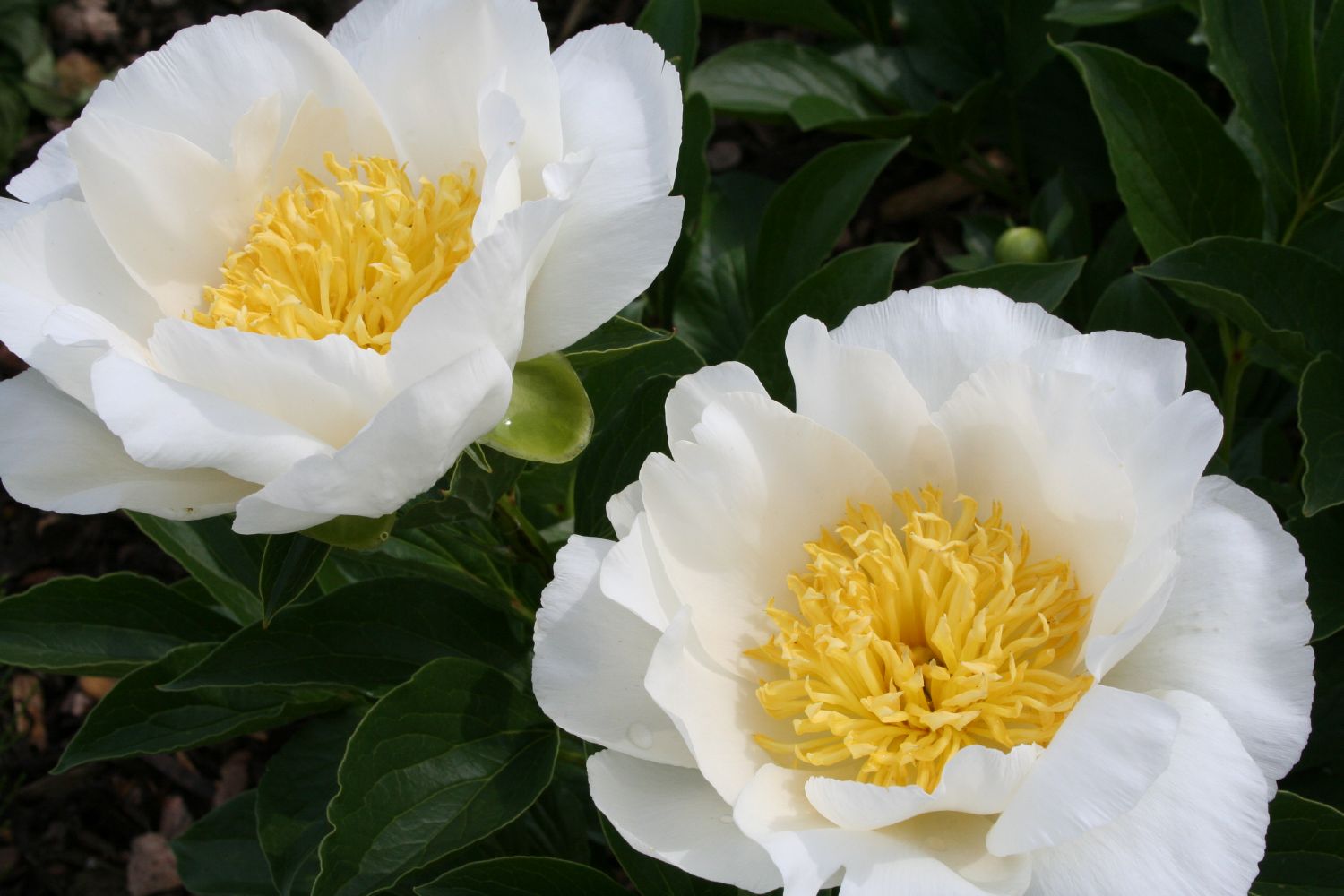 Paeonia lactiflora 'Jan van Leeuwen' Staudenpfingstrose
