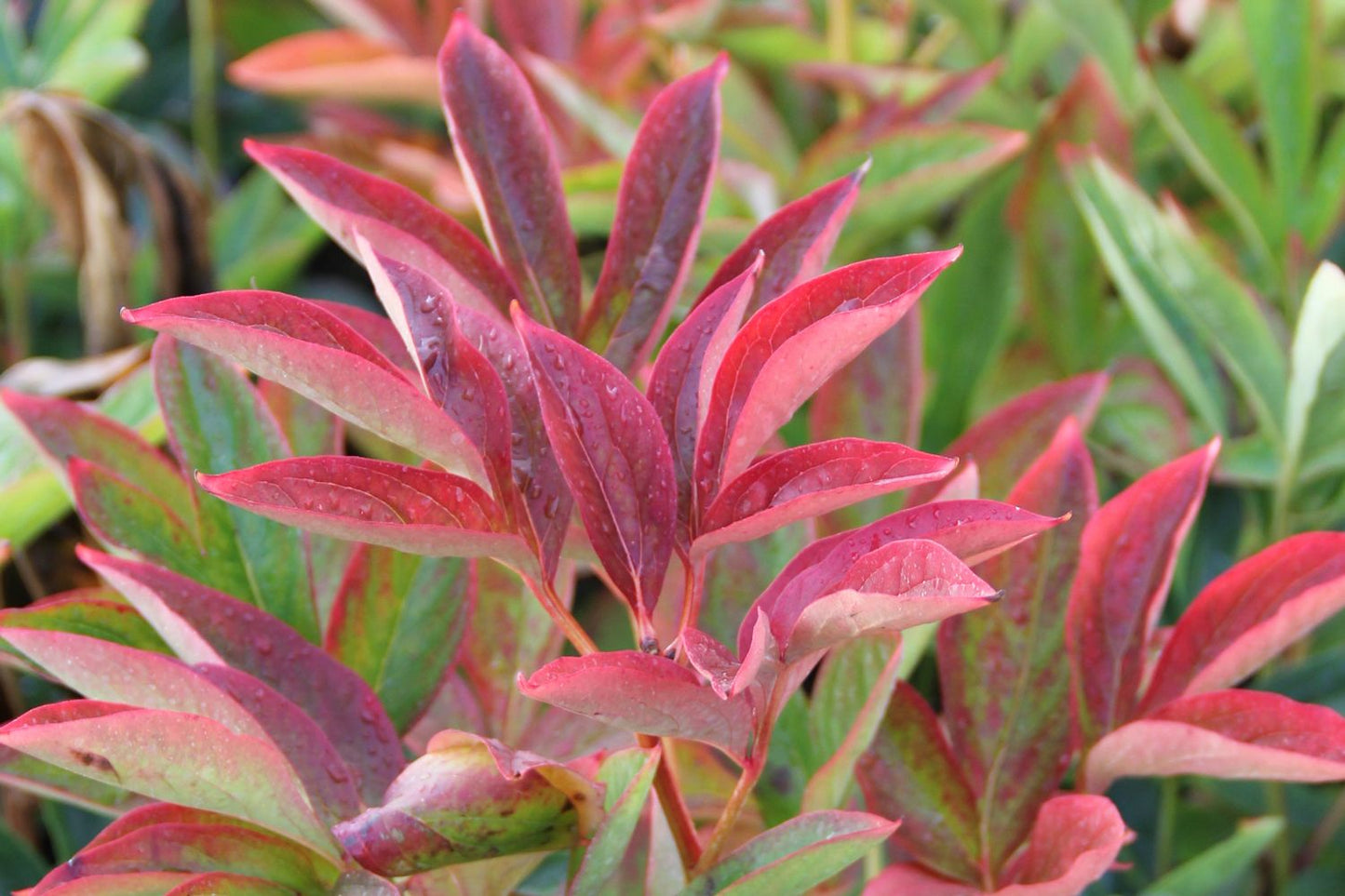 Paeonia lactiflora 'Kansas' (Staudenpfingstrose)