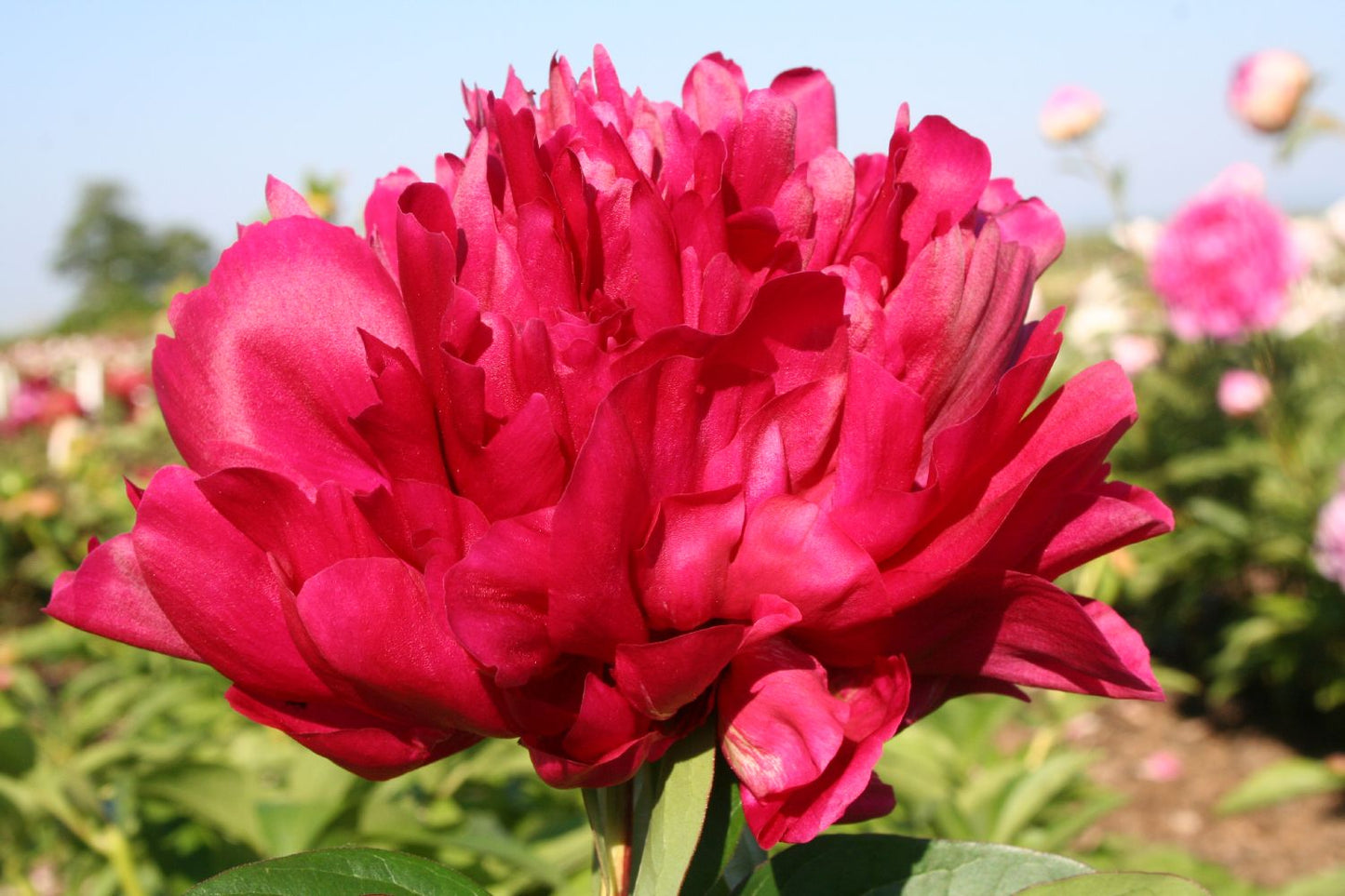 Paeonia lactiflora 'Karl Rosenfield' Staudenpfingstrose