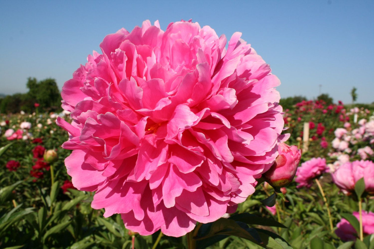 Paeonia lactiflora 'Mme Emile Debatène' Staudenpfingstrose