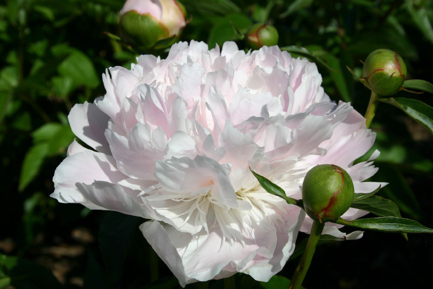 Paeonia lactiflora 'Noemie Demay' Staudenpfingstrose