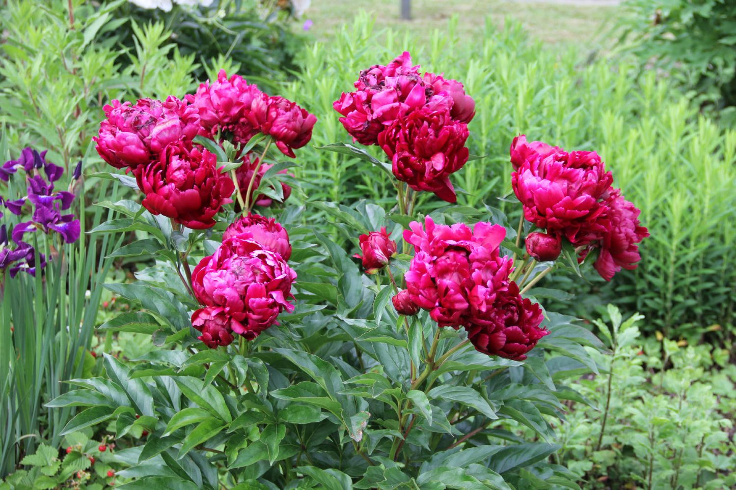 Paeonia lactiflora 'Peter Brand' (Staudenpfingstrose)