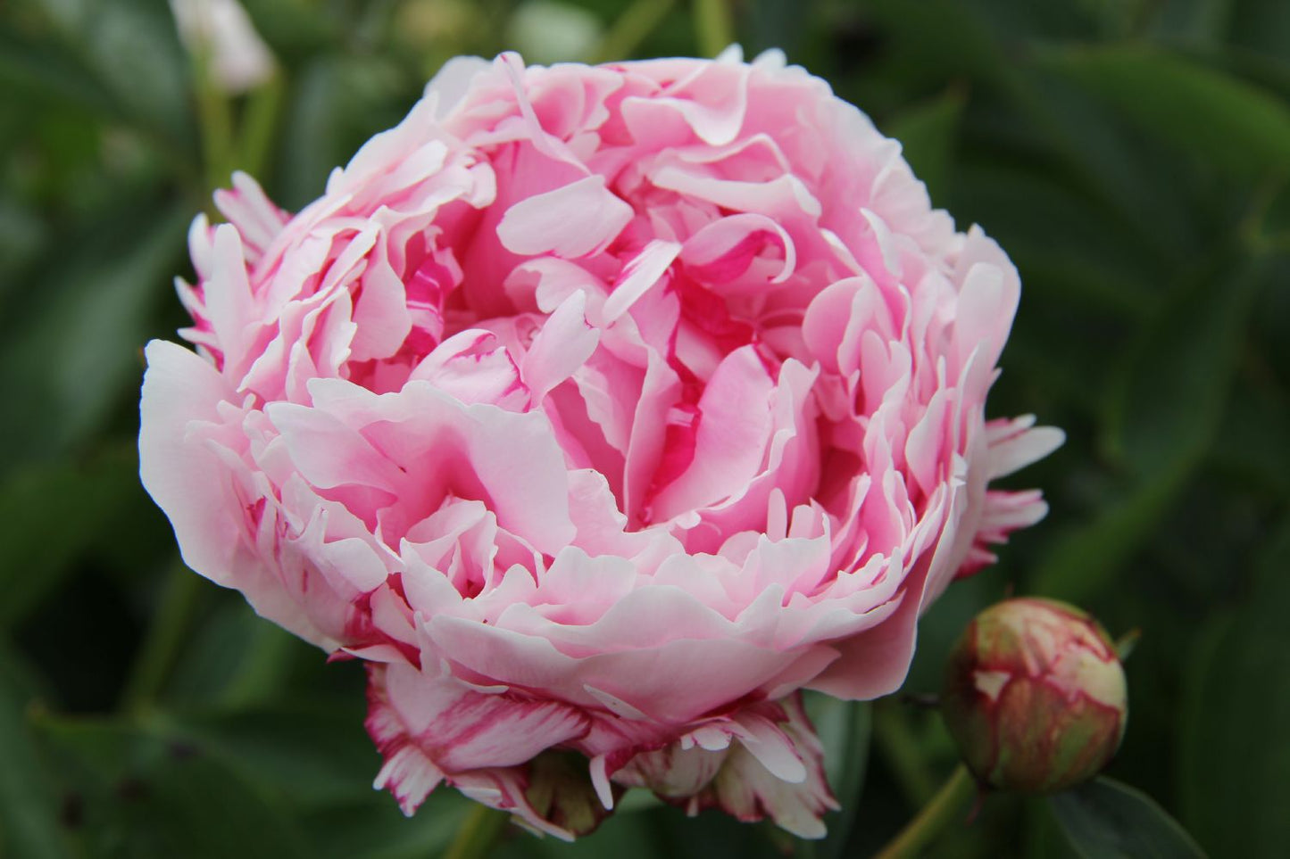 Paeonia lactiflora 'Reine Hortense' Staudenpfingstrose