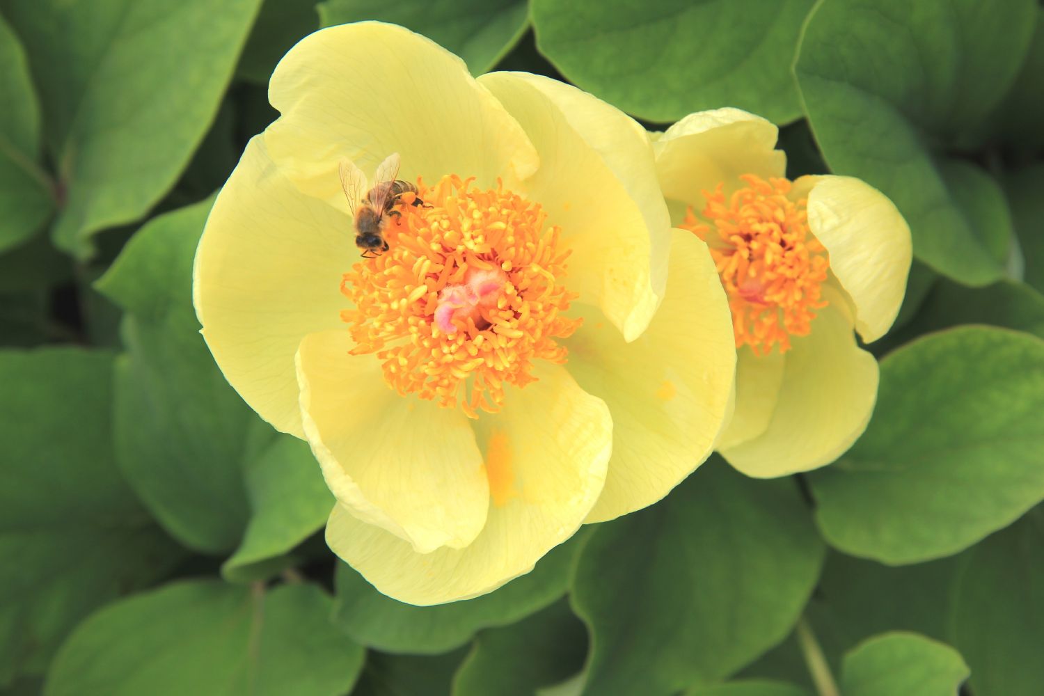 Paeonia mlokosewitschii Gelbblühende Kaukasus-Pfingstrose