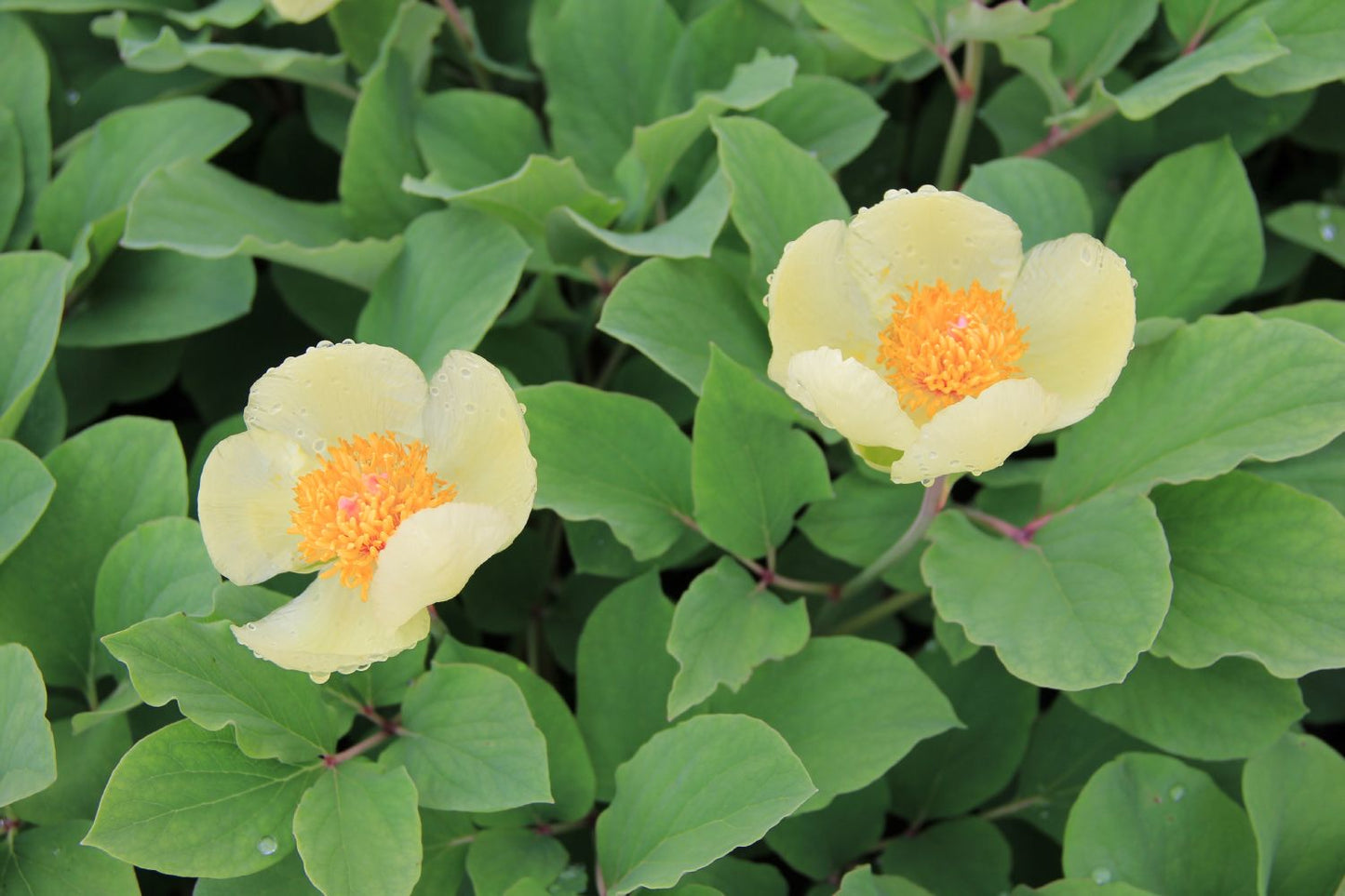 Paeonia mlokosewitschii (Gelbblühende Kaukasus-Pfingstrose)