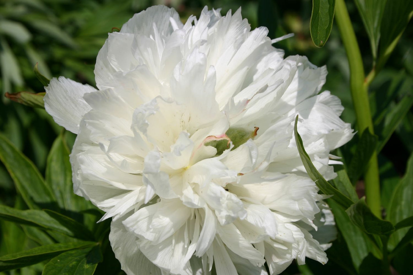 Paeonia officinalis 'Alba Plena' Bauerngarten-Pfingstrose