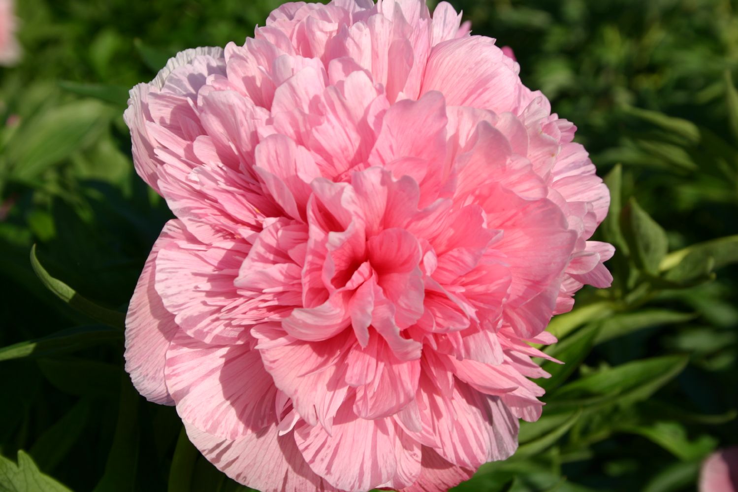 Paeonia officinalis 'Rosea Plena' Bauerngarten-Pfingstrose