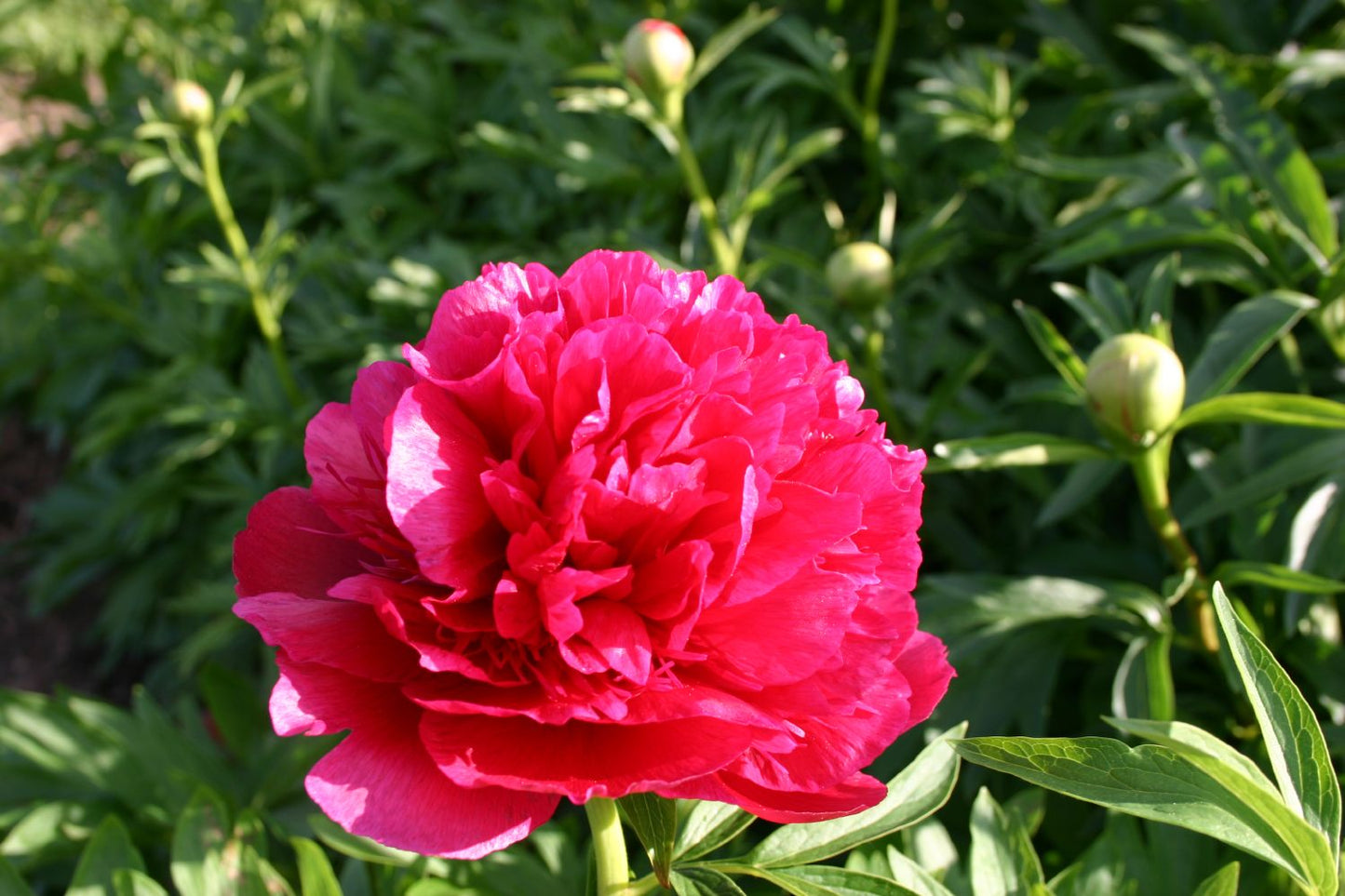 Paeonia officinalis 'Rubra Plena' Bauerngarten-Pfingstrose