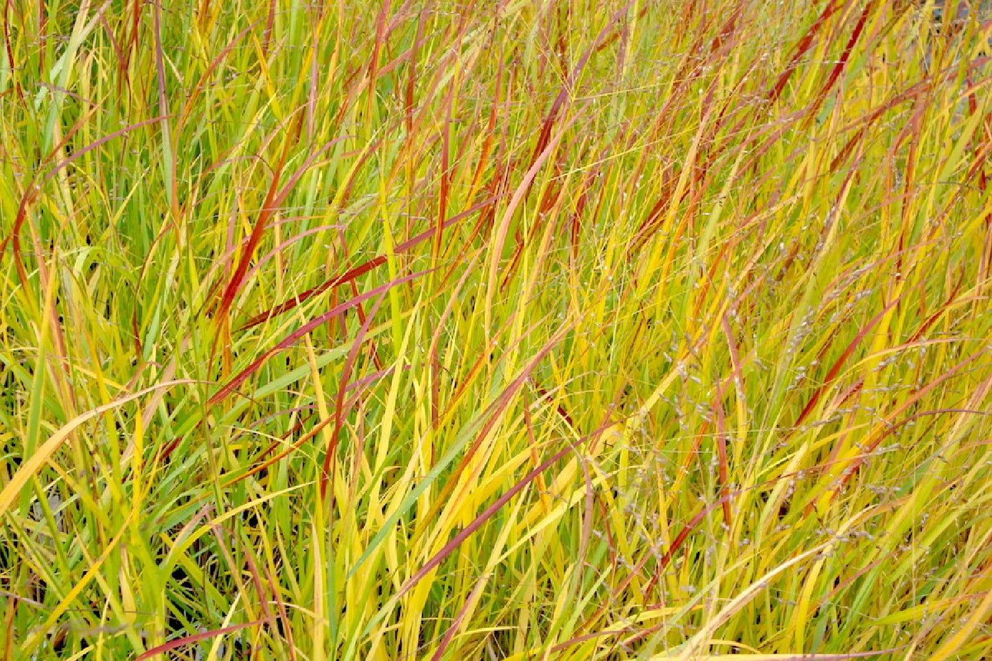 Panicum virgatum 'Hänse Herms' Rutenhirse