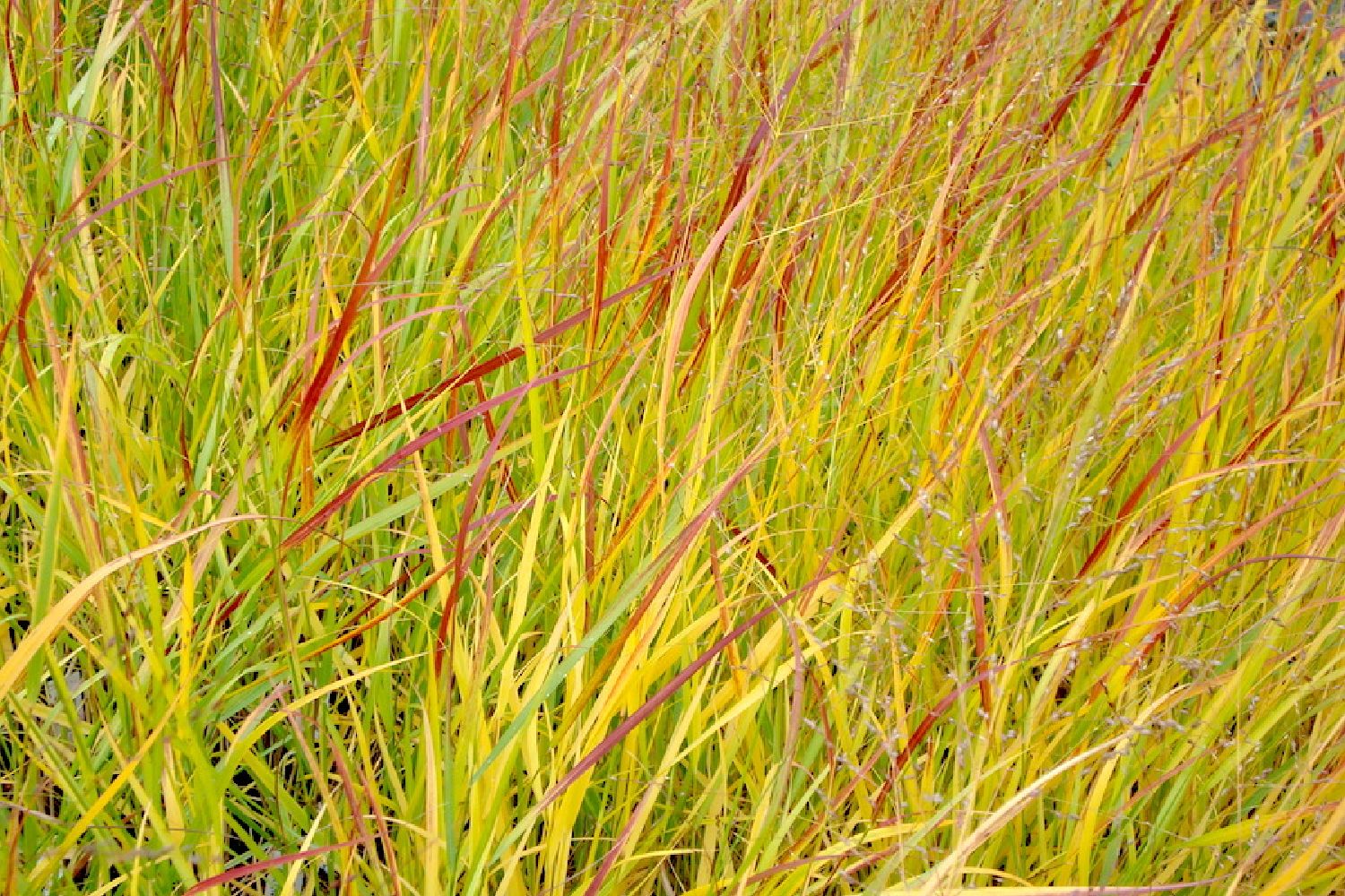 Panicum virgatum 'Hänse Herms' Rutenhirse