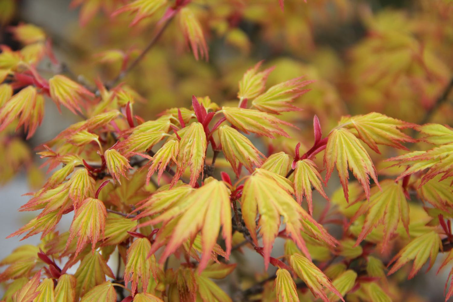 Acer palmatum 'Orange Dream' Fächerahorn