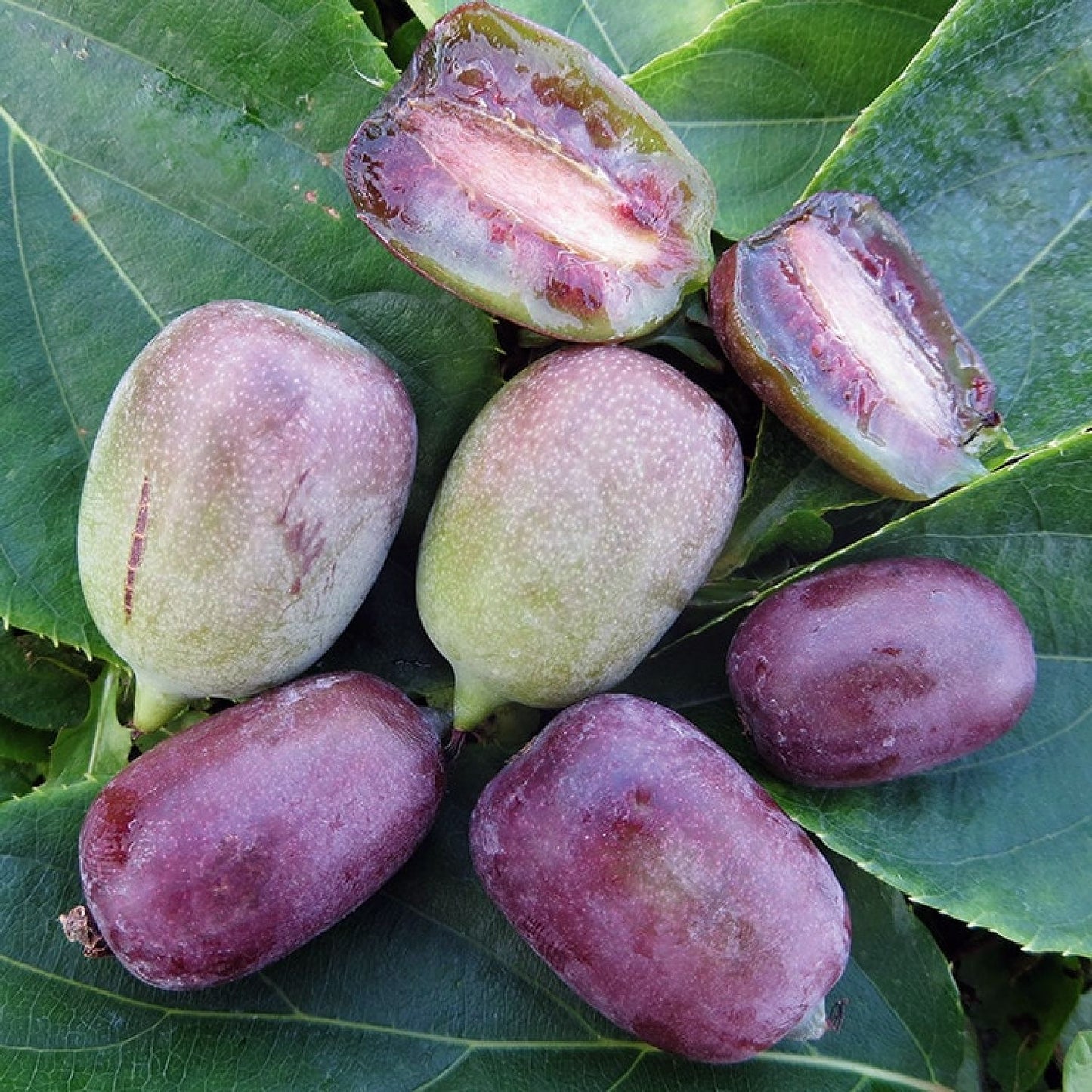 Actinidia arguta 'Ken's Red' (weiblich) Traubenkiwi | Beerenkiwi