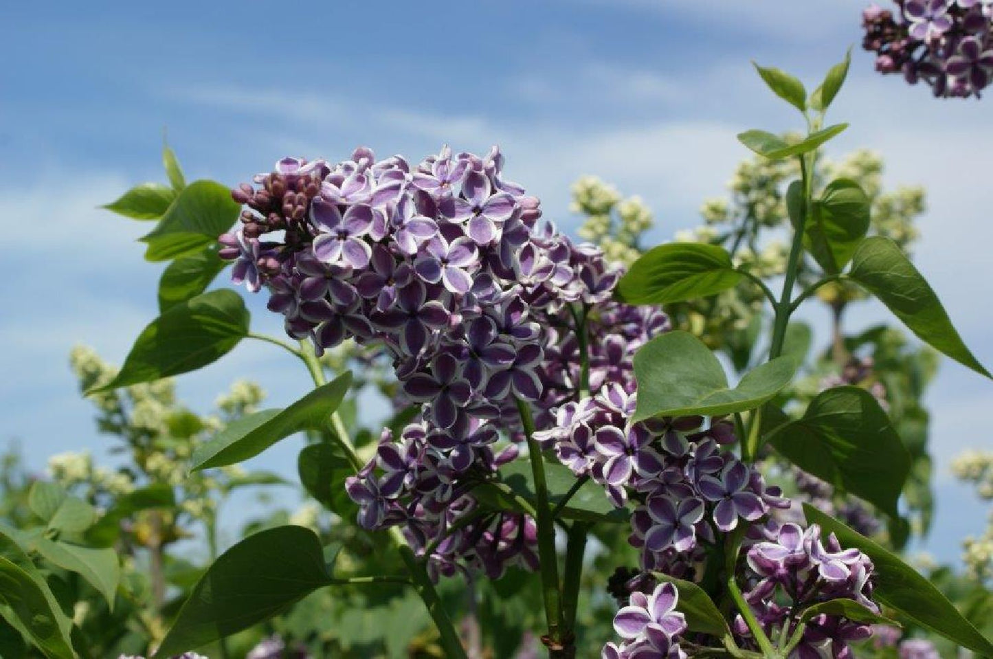 Syringa vulgaris 'Sensation' Edelflieder