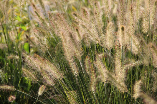 Pennisetum alopecuroides 'Hameln' Federborstengras | Lampenputzergras