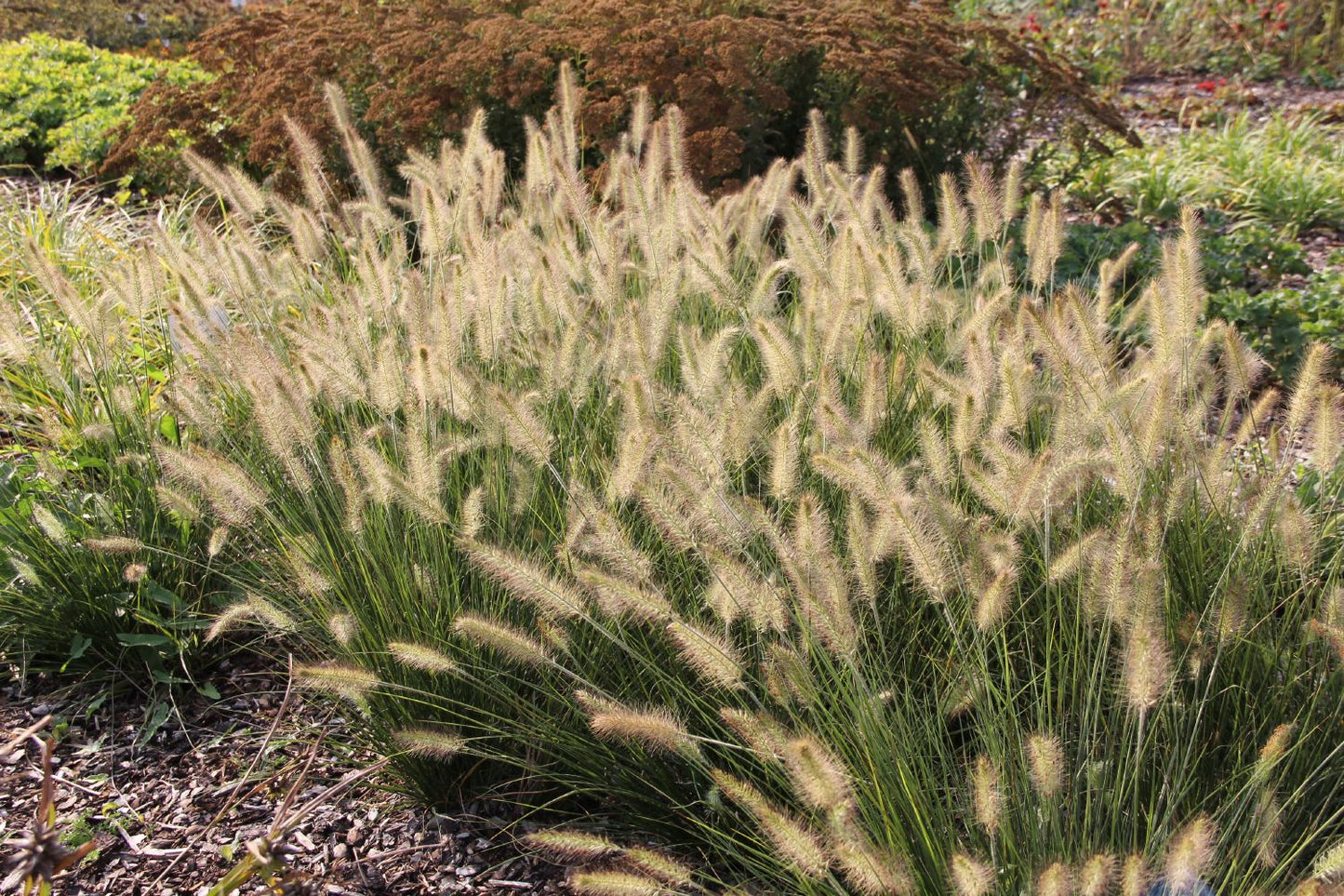 Pennisetum alopecuroides 'Hameln' (Federborstengras | Lampenputzergras)