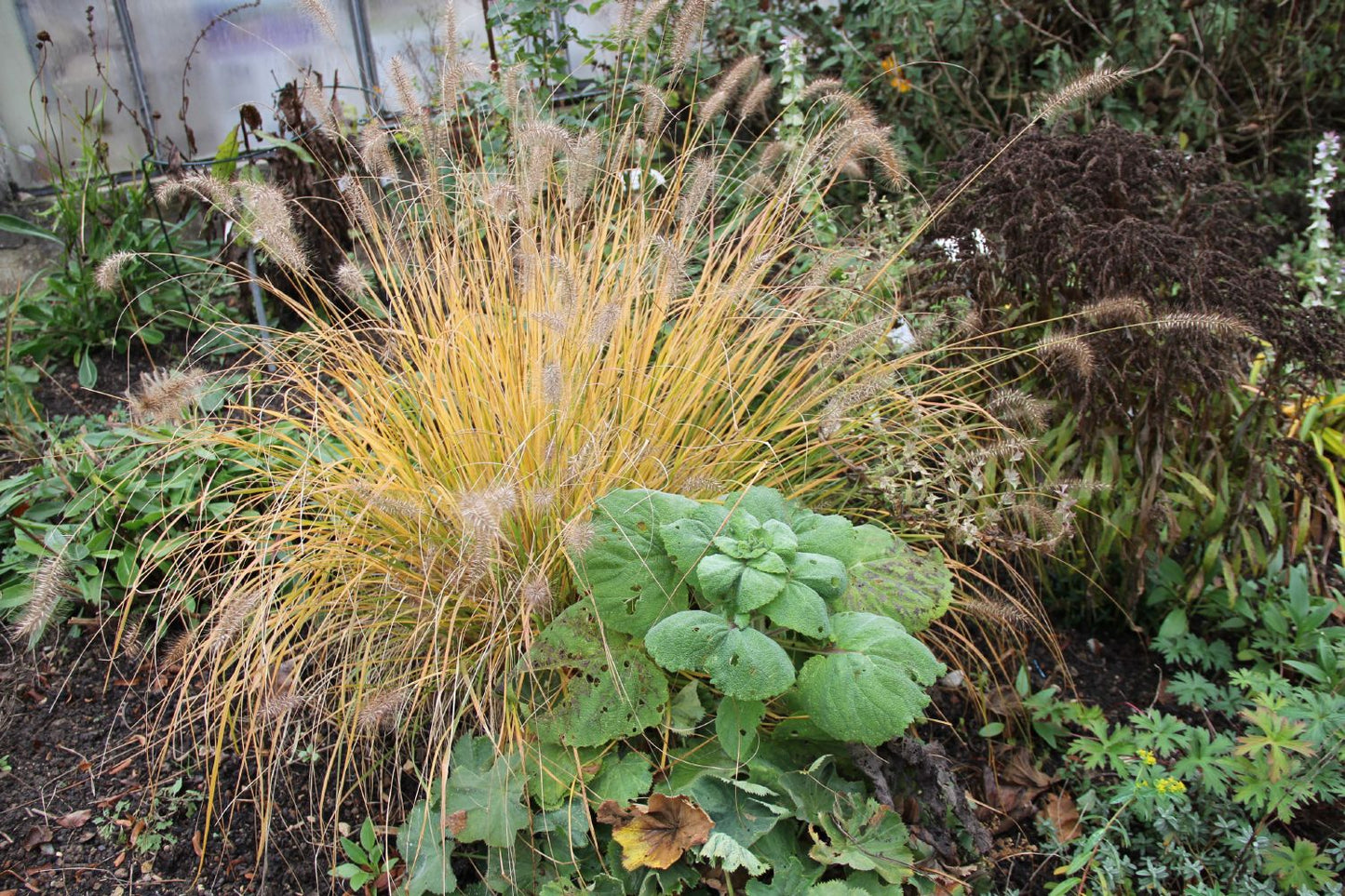 Pennisetum alopecuroides 'Hameln' (Federborstengras | Lampenputzergras)
