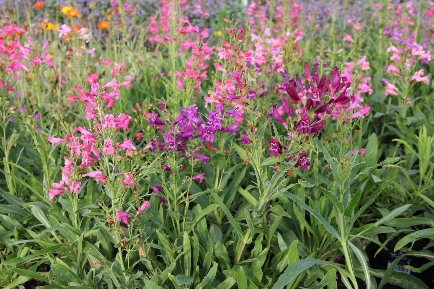 Penstemon barbatus 'Praecox Nanus' Zwerg-Bartfaden