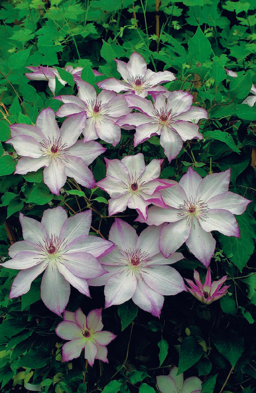 Clematis 'Omoshiro' (Waldrebe)