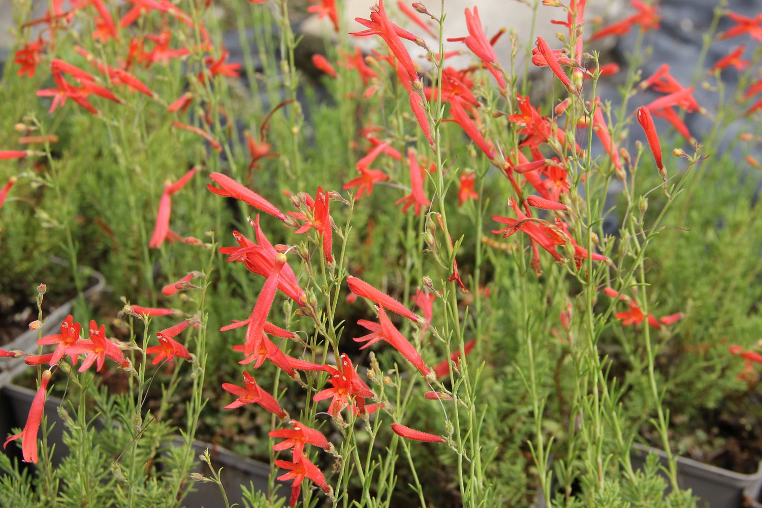 Penstemon pinifolius Kiefernblättriger Bartfaden