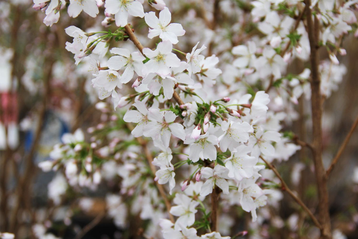 Prunus kurilensis 'Brillant' CAC Kurilenkirsche 'Brilliant'