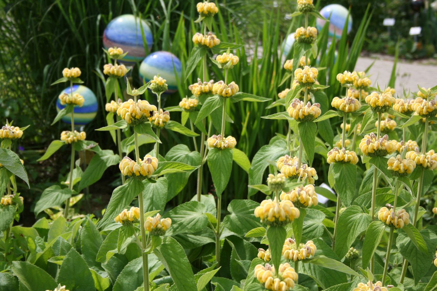 Phlomis russeliana (Syrisches Brandkraut)